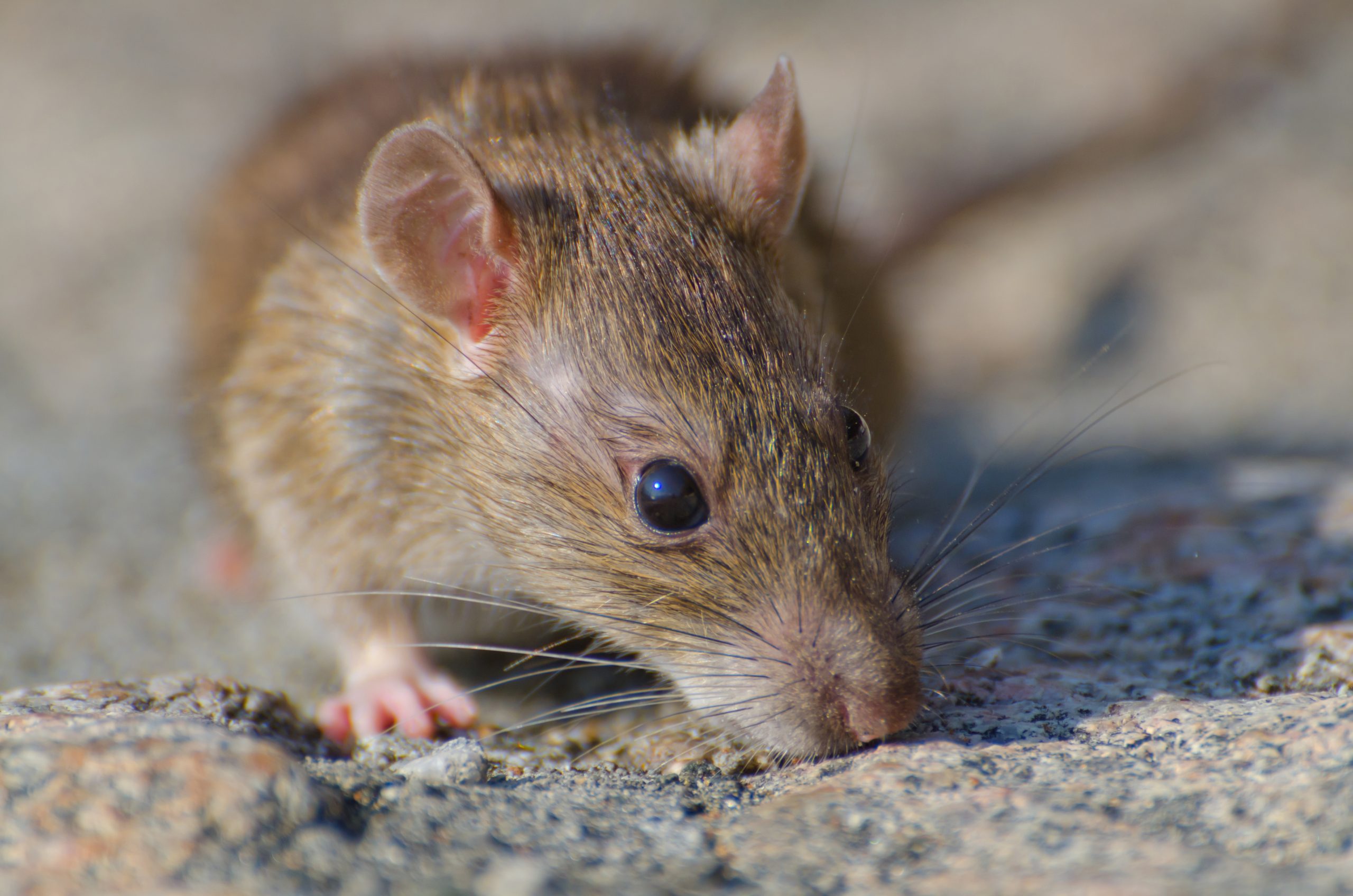 Rodent Mice Rats Infestion Pest control