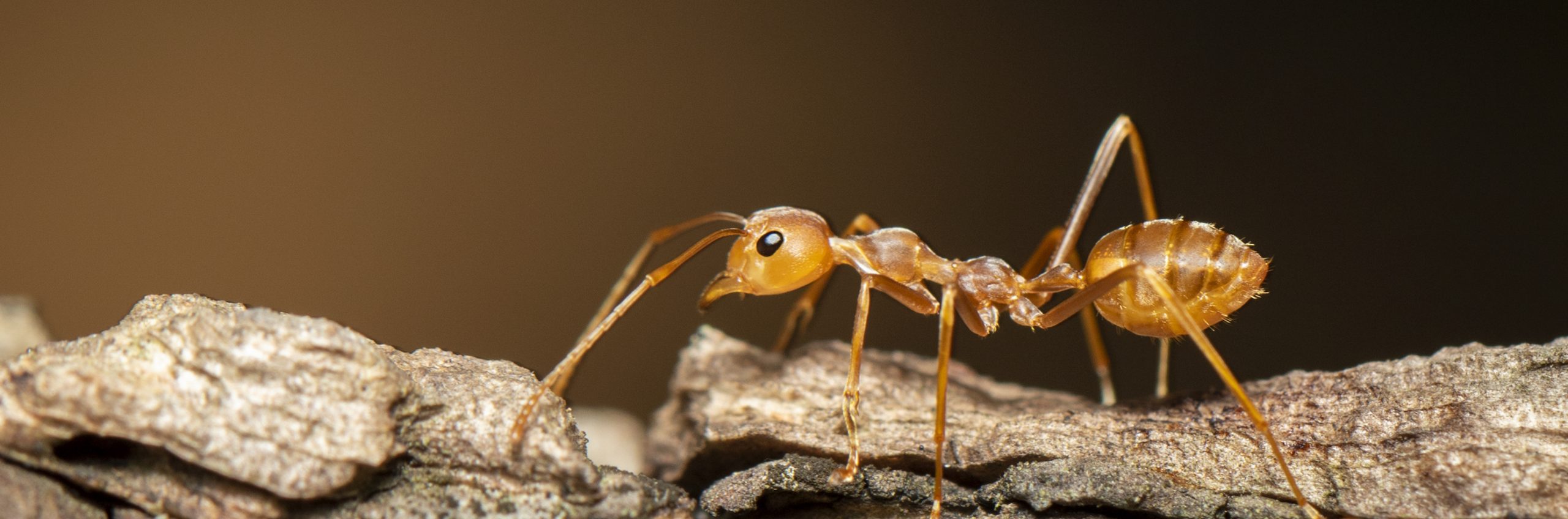 Ant infestation pest control