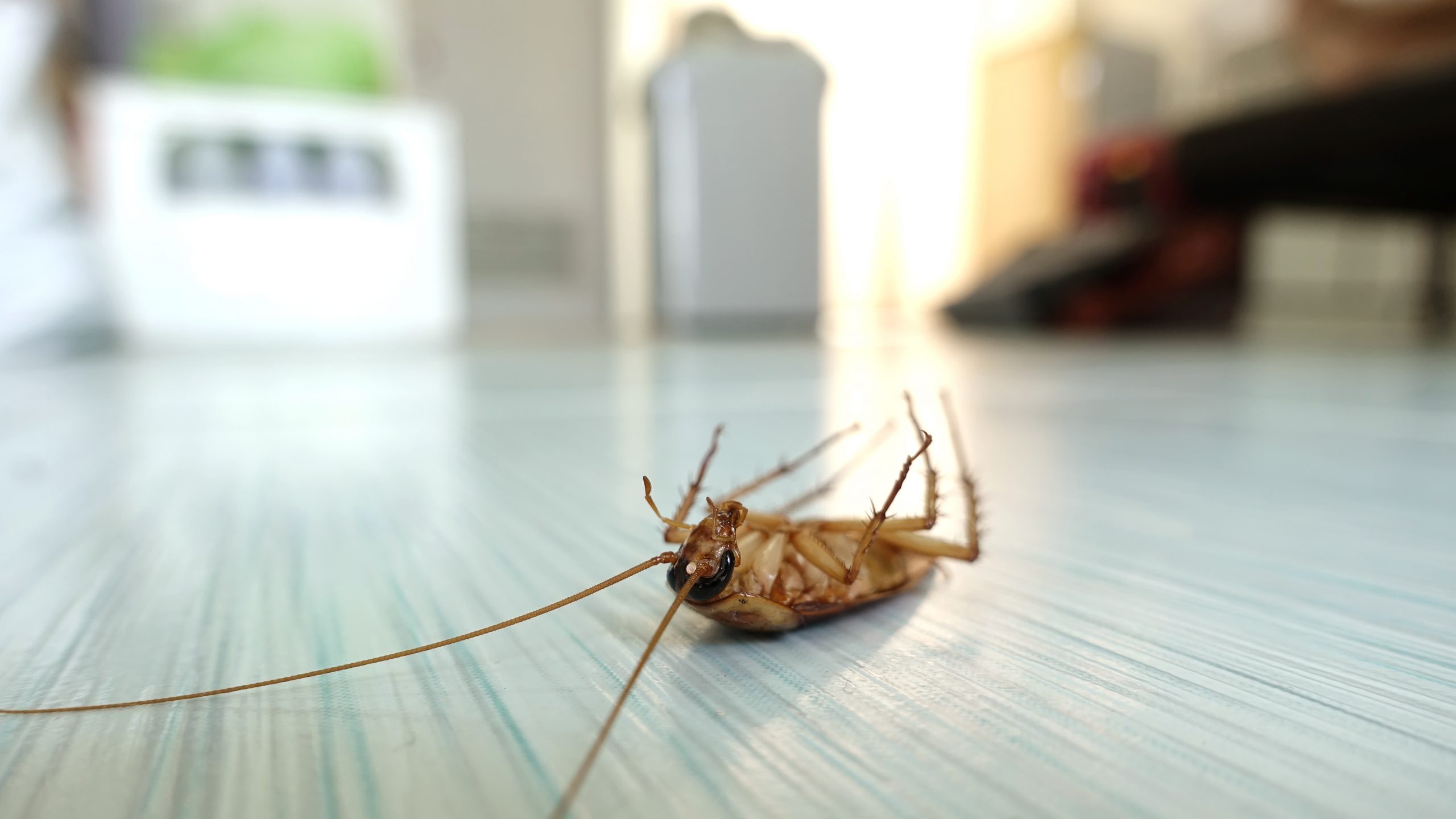 Cockroach infestation problem